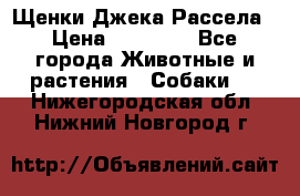 Щенки Джека Рассела › Цена ­ 10 000 - Все города Животные и растения » Собаки   . Нижегородская обл.,Нижний Новгород г.